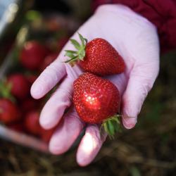 Ден соолукка зыян алып келбеш үчүн бир күндө канча кулпунай жесе болот
