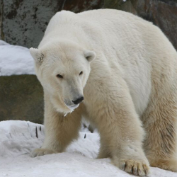 Алматы зоопаркында Прагадан алып келинген ак аюу өлүп калды