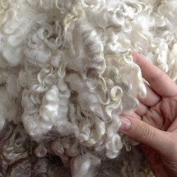 Кыргызстан Кытайга жүн экспорттой баштады