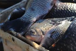 Россельхознадзор балык жана сүт иштеткен 7 ишканага коюлган чектөөнү алды