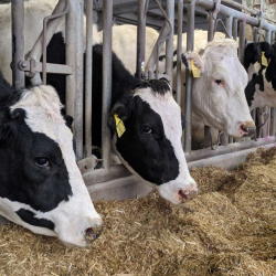 Быйыл 5 айда чет жакка 103,3 миң баш мал-жандык экспорттолду