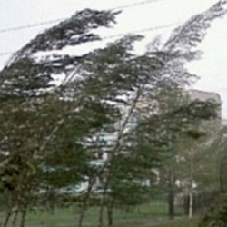 Чукул билдирүү! Бишкек менен Чүйдө катуу шамал күтүлөт