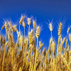 Өлкөдө кылкандуу дан өсүмдүктөрүнүн 94%ы жыйналды