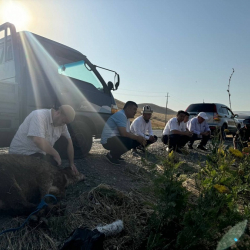 Ош-Ноокат жолунда түлөө өткөрүлдү