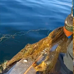 Соң-Көлдөн 3 миң метр тор чыгарылды