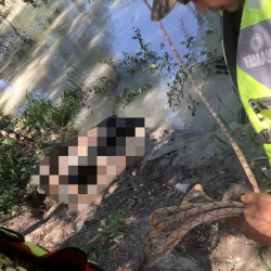 Чоң Чүй каналынан өспүрүмдүн сөөгү табылды