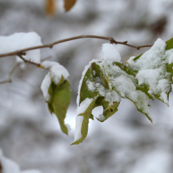 Шашылыш билдирүү! Өлкөдө кар, жаан жаайт