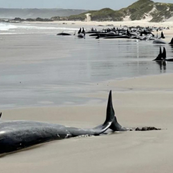 Австралияда киттер жээкке чыгып калды