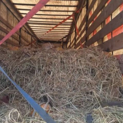 Өзбекстандан келген 14 тонна коон артка кайтарылды