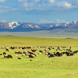 Ошто 6 гектардан ашык жайыт жер жеке менчикке өтүп кеткен