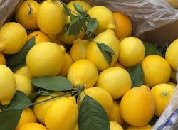 Түркия лимондун экспортун убактылуу токтотот