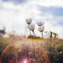 8-апрель: Абанын күндүзгү температурасы