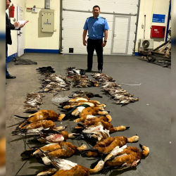 Кыргызстандан жапайы канаттууларды алып чыгууга аракет кылган чет элдиктер кармалды