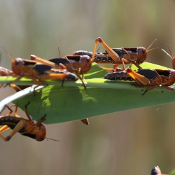 Чүйдүн талааларын чегиртке каптады. Айыл чарба министрлиги комментарий берди
