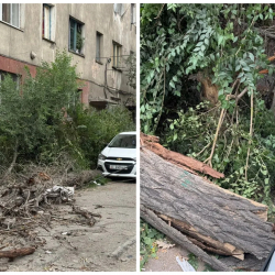 В Бишкеке из-за ветра упало дерево и повредило электролинии