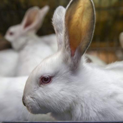 В Бразилии запретили тестирование косметики на животных