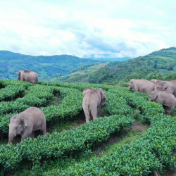 Юньнань пилдеринин саякаты – Кытайдын жапайы табиятты коргоо жана экологиялык курулуштагы ийгиликтеринин жаркын мисалы!