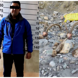 Ысык-Көлдө егерь өзү мыйзамсыз аңчылыкка чыккан