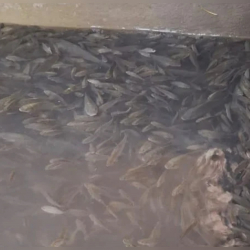 Ысык-Көлгө 1,2 млн балык чабагы кое берилди