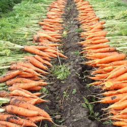 Казакстандан ташылып келаткан 44 тонна жашылча артка кайтарылды