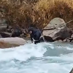 Аламүдүн дарыясынан изделген аялдын сөөгү табылды