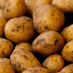 Кытайдан ташылып келе жаткан 25 тонна картошка кайра артка кайтарылды