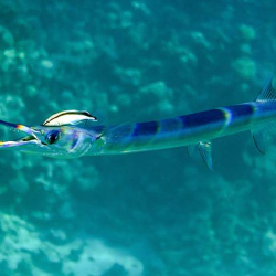 В Индии рыбак умер после нападения гигантского саргана