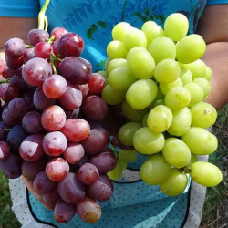 Жашыл, кызыл жүзүмдүн ден-соолукка кандай пайдасы бар?