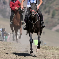 Ноокатта өспүрүм аттан жыгылып каза болду