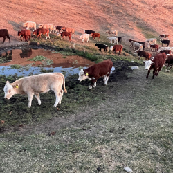 Тажикстанга аткезчилик менен ташылып бараткан мал-жандык аныкталды