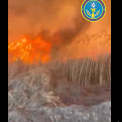 ӨКМ: Токмоктогу ири өрттө 2 сарай, 1000 түк чөп жана бадал-бактар өрттөндү