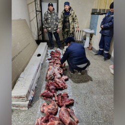 В Ат-Башынском районе местный житель незаконно отстрелил двух горных козлов. Дело передали в РОВД