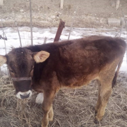 Кыргыз макалы: «Торпоктун чуркаганы саманканага чейин»