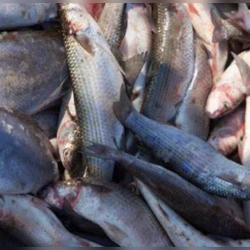 Ирандан мыйзамсыз ташылып келе жаткан 6,5 тонна балык артка кайтарылды