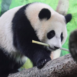 Мяньянская база Китайского центра по защите и исследованию больших панд готова к открытию