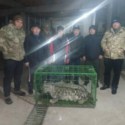 В Кеминском районе экологи зафиксировали появление снежного барса