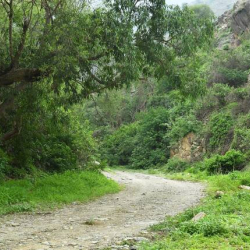 Сауд Арабиясында токойду калыбына келтирүү үчүн 165тен ашык жергиликтүү өсүмдүк аныкталды