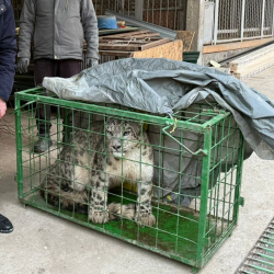 Кеминде айылга кирип келген ак илбирс жаратылышка кое берилди