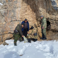 Кыш мезгилинде жапайы жаныбарларга кам көрүү