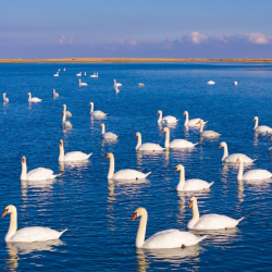 Ысык-Көлдө ак кууларга кышкы тоют берилди
