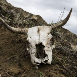 Сибирь жарасы: Совет мезгилиндеги күрөш жана анын келип чыгышы