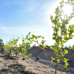 Быйыл Бишкекте 50 миң көчөт отургузуу пландалууда