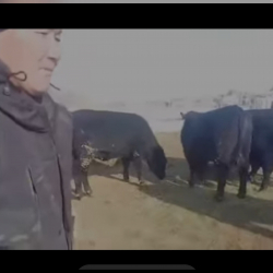 Ат-Башыда ангус породасындагы ири мал чарбасы өнүгүүдө