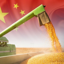 В 2025 году производство зерна в Китае достигло нового максимума