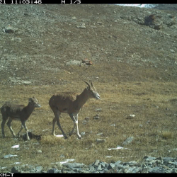 Уникальные кадры дикой природы сняты в ГПП «Хан-Тенири»