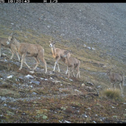 «Хан-Теңириде» жапайы жаратылыштын уникалдуу кадрлары тартылды