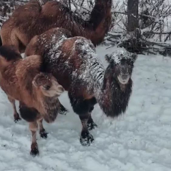 Нарындагы төө чарбачылыгы: 400 килограммга чейин эт алууга болот