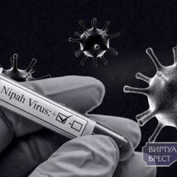 Коркунучтуу Нипах вирусуна байланыштуу чек арада көзөмөл күчөтүлдү
