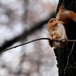 Айрым жерлерде кар жаашы мүмкүн. 3-февралга карата аба ырайы