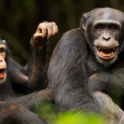 Эксперимент с бонобо Канзи доказал, что обезьяны обладают воображением